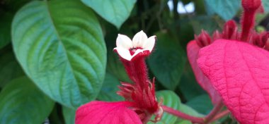 Mussaenda erythrophylla, Afrika kıtasında bulunan Rubiaceae familyasından bir çalı türü. Kızıl Bayrak Bush, Tropikal Dogwood veya Ashanti Blood olarak da bilinir..