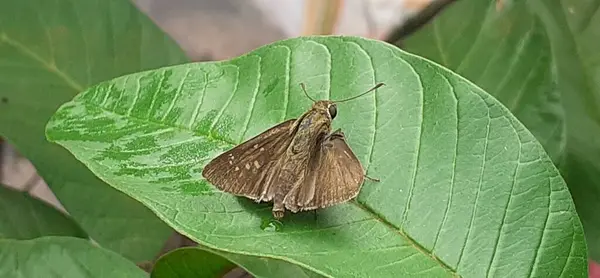 stock image Borbo Cinnara, also known Rice Swift or Formosan Swift belonging from Hesperiidae butterfly family. Its mostly found in India, Sri Lanka, Burma and Australia.