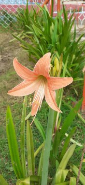 Çizgili Barbados Lily veya Hippeastrum Striatum, Amaryllidaceae familyasından bir çiçekli bitkidir. Bu çiçeğin doğal yeri Brezilya 'nın doğu ve güney bölgeleridir..