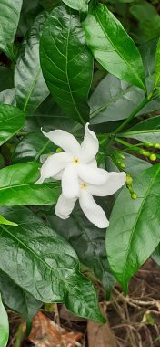 Fırıldak Çiçekleri, Doğu Hindistan 'da Rosebay Crape Jasmine ve Nero' s Crown olarak da bilinir. Bu çiçekli bitkinin doğal yeri Güney Asya 'dır..