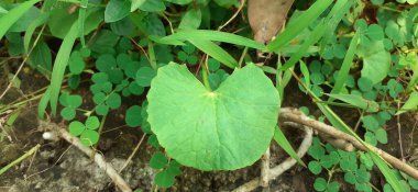 Centella Asiatica, Apiaceae familyasından bir bitki türü. Ayrıca Hint Pennywort, Asya Pennywort, Spadeleaf, Coinwort ve Gotu Kola olarak da bilinir. Geleneksel tıpta kullanılır..