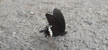 Mormon ya da Papilio Polytes kırlangıç kelebeğinin yaygın bir türüdür. Bu kelebek çoğunlukla Asya kıtasında bulunur.. 