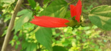 Wax Mallow veya Malvaviscus, Mallow ailesinin en güzel çiçek açan bitkisidir. Ayrıca Türk Kap, Mallow, Mazapan ve Uyuyan Hibiscus olarak da bilinir..
