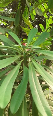 Euphorbia neriifolia, Euphorbiaceae familyasının bir üyesidir. Yaprakları geleneksel kajal yapımında kullanılır.. 