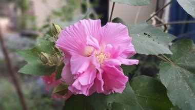 Hibiscus Mutabilis, tüm dünyada gösterişli çiçekler için yetiştirilmiş bir çiçektir. Ayrıca Cotton Rose, Land Lotus, Dixie Rosemallow, Cotton Rosemallow ve Konfederasyon Gülü olarak da bilinir..