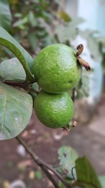 Guava meyvesi tropikal bir meyvedir. Çok yüksek besin değeri olan bir meyvedir. Bu meyve ağacının doğal yeri Meksika, Orta Amerika, Kuzey Güney Amerika ve Karayipler 'dir..