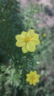 Cosmos Sulphureus is an Asteraceae family sunflower flowering plant. It is also known Sulphur Cosmos, Yellow Cosmos and Klondike Cosmos. It's native place is Mexico and Central America. clipart