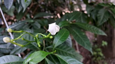 Fırıldak Çiçekleri, Doğu Hindistan 'da Rosebay Crape Jasmine ve Nero' s Crown olarak da bilinir. Bu çiçekli bitkinin doğal yeri Güney Asya 'dır..