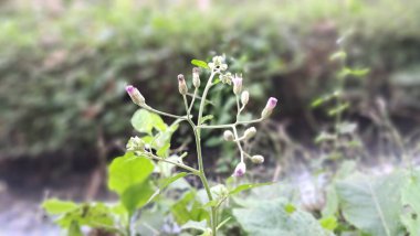 Cyanthillium Cinereum, Ayçiçeği familyasından uzun ömürlü bir bitki türüdür. Ayrıca Poovamkurunnal ve Monara Kudumbiya olarak da bilinir. Bu bitkinin doğal yeri tropikal Asya 'dır..