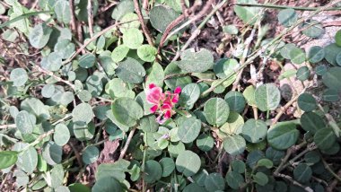 Alysicarpus monilifer, Fabaceae familyasından bir bitki türü. Yılan ısırıklarında, mide ağrılarında ve iltihap önleyici ilaçlarda ve daha pek çok hastalıkta panzehir olarak kullanılır..