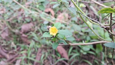 Sida Cordifolia, Malvaceae familyasından bir çalılıktır. Bu çalılığın doğal yeri Hindistan 'dır. Ayrıca Flannel Weed, Bala, Country Mallow, Heart Leaf Sida ve Ilima olarak da bilinir..