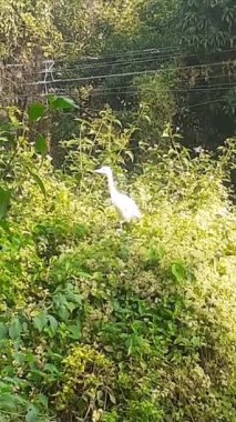 Büyük Akbalıkçılgiller (Ardeidae) familyasından bir kuş türü. Ayrıca Büyük Beyaz Akbalıkçıl, Akbalıkçıl ve Büyük Beyaz Balıkçıl olarak da bilinir..