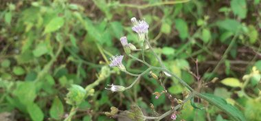 Cyanthillium Cinereum or Little Ironweed is a species of Sunflower family perennial plants. It is also known Poovamkurunnal and Monara Kudumbiya. Native place of this plant is tropical Asia. clipart