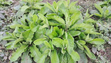 Lactuca Virosa is a Lactuca genus Asteraceae family plant. It is also known as Bitter Lettuce, Wild Lettuce, Opium Lettuce, Great Lettuce, Laitue Vireuse, and Rakutu-Karyumu-so. clipart