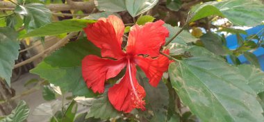 Hibiscus Çiçeği (İngilizce: 