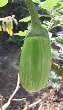 Brinjal, Patlıcan ve Patlıcan itüzümü bitkileridir. Dünya çapında yenilebilir meyveleri için yetiştirilirler..