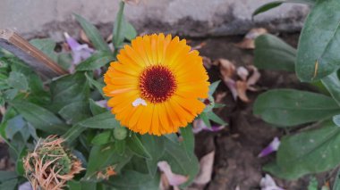 Ot Marigold veya Calendula Officinalis, Asteraceae familyasından bir çiçek bitkisidir. Ayrıca 