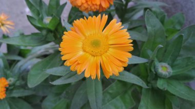 Ot Marigold veya Calendula Officinalis, Asteraceae familyasından bir çiçek bitkisidir. Ayrıca 