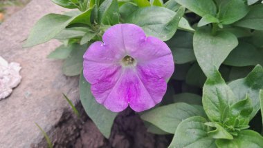 Petunia is a Solanaceae family hybrid flowering plant. This flowering plant originates from South America. clipart