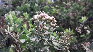 Pluchea, Inuleae kabilesi Asteraceae familyasından bir bitki türü. Camphorweeds, Plucheas, Sourbushes ve Pluchea Arguta olarak da bilinir..