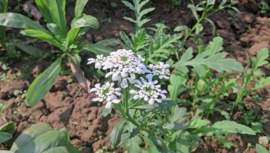 Iberis Gibraltarica is a Brassicaceae family flowering plant. It is also known Gibraltar Candituft. Native place of this flowering plant is North America. clipart