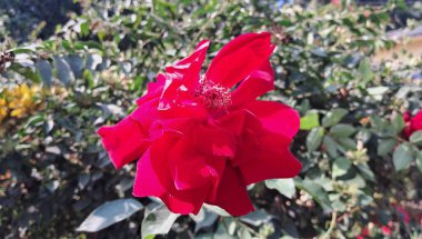 Kırmızı Bahçe Gülleri, halka açık veya özel bahçelerde yetişen süs bitkisi olarak yetiştirilen melez güllerdir. Burası dünyanın en popüler ekilmiş bitkilerindendir..