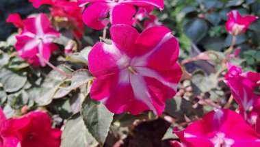 Impatiens is a Balsaminaceae family flowering plant. It is also known as Jewelweed, Touch-Me-Not, Snapweed, Patience, Balsam, and Busy Lizzie. clipart