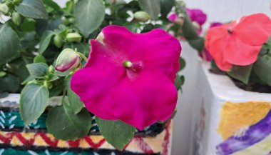 Impatiens is a member of the Balsaminaceae family. It is also known as Jewelweed, Touch-Me-Not, Snapweed, Patience, Balsam, and Busy Lizzie. clipart