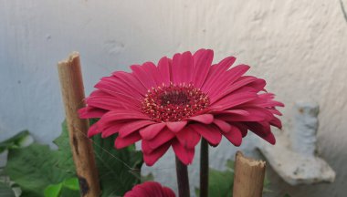 Gerbera is a flowering plant of the Asteraceae family. It is native to South Africa and known as Transvaal Daisy, Barbartonse Madeliefie, Rooigousblom, and African Daisy. clipart