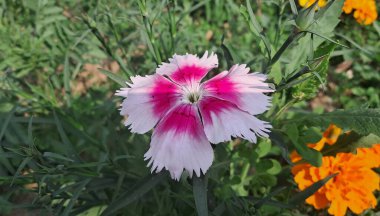 Dianthus is a member of the Caryophyllaceae family. It is native to Asia and Europe and known as Carnation, Pink, and Sweetwilliam. clipart