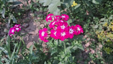 Phlox Drummondii, Polemoniaceae familyasından bir çiçek bitkisidir. Buranın anavatanı Birleşik Devletler 'in güneydoğusudur. Yıllık Phlox ve Drummond 's Phlox olarak da bilinir..