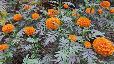 Marigold is an Asteraceae family flowering plant. It is also known as Tagetes Erecta, Big Marigold, Aztec Marigold, and Cempasuchil. The native place of this flowering plant is Mexico. clipart