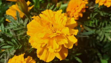 Marigold Asteraceae familyasından bir çiçek bitkisidir. Tagetes Erecta, Büyük Marigold, Aztec Marigold ve Cempasuchil olarak da bilinir. Bu çiçekli bitkinin doğduğu yer Meksika 'dır..