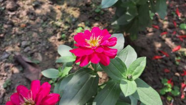Ortak Zinnia, Asteraceae familyasının yıllık çiçek açan bitkisidir. Ayrıca Zinnia Elegans, Youth-and Age ve Zinnia olarak da bilinir. Bu tesisin doğal yeri Meksika..