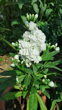 Hoary Stock veya Matthiola Incana, Brassicaceae familyasından bir çiçek bitkisidir. Brompton Stock, Common Stock, Ten Week Stock ve Gilly Flower olarak da bilinir..