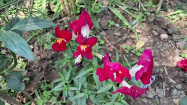 Snapdragon ya da Antirrhinum, Plantaginaceae familyasından bir çiçekleme bitkisidir. Ayrıca Ejderha Çiçekleri ve Köpek Çiçekleri olarak da bilinir..
