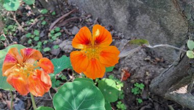 Garden Nasturtium veya Tropaeolum Majus, Tropaeolaceae familyasından bir bitki türü. Nasturtium, Indian Cress ve Monks Cress olarak da bilinir..