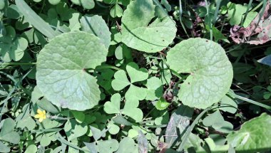 Centella Asiatica, Apiaceae familyasından bir bitki türü. Ayrıca Hint Pennywort, Asya Pennywort, Spadeleaf, Coinwort, Thankuni ve gotu kola olarak da bilinir. Geleneksel tıpta kullanılır..