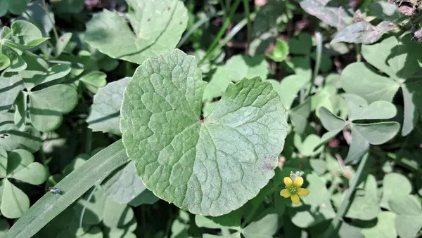 Centella Asiatica, Apiaceae familyasından bir bitki türü. Ayrıca Hint Pennywort, Asya Pennywort, Spadeleaf, Coinwort, Thankuni ve gotu kola olarak da bilinir. Geleneksel tıpta kullanılır..