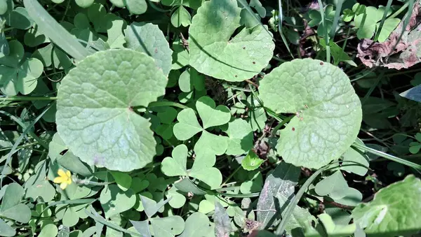 Centella Asiatica, Apiaceae familyasından bir bitki türü. Ayrıca Hint Pennywort, Asya Pennywort, Spadeleaf, Coinwort, Thankuni ve gotu kola olarak da bilinir. Geleneksel tıpta kullanılır..