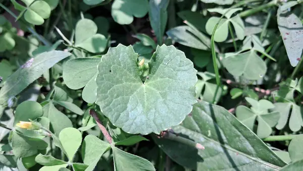 Centella Asiatica, Apiaceae familyasından bir bitki türü. Ayrıca Hint Pennywort, Asya Pennywort, Spadeleaf, Coinwort, Thankuni ve gotu kola olarak da bilinir. Geleneksel tıpta kullanılır..