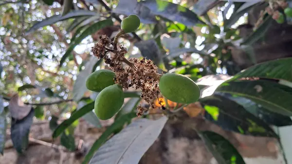 Mango, Mangifera Indica bitkisinin lezzetli bir tropikal meyvesidir. Tatlı ve sulu etiyle bilinir. Rengi canlı olmalıdır. Genellikle olgunlaştığında sarıdan turuncuya dönüşür..