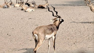 Blackbuck orta büyüklükte bir antilop. Hint antilobu olarak da bilinir, Hindistan ve Nepal 'de bu hayvanların doğduğu yerdir..