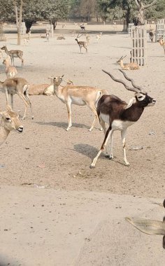 Blackbuck orta büyüklükte bir antilop. Hint antilobu olarak da bilinir, Hindistan ve Nepal 'de bu hayvanların doğduğu yerdir..