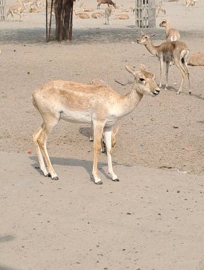 Blackbuck orta büyüklükte bir antilop. Hindistan ve Nepal 'deki bu hayvanların doğduğu yer olan Hint Antilobu olarak da bilinir..