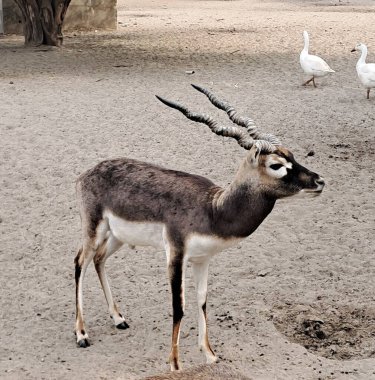 Blackbuck orta büyüklükte bir antilop. Aynı zamanda Hint antilobu olarak da bilinir. Bu hayvanların doğal yerleri Hindistan ve Nepal 'dir..