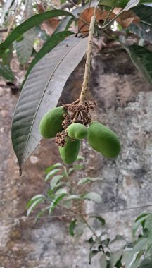 Mango, Mangifera Indica bitkisinin lezzetli bir tropikal meyvesidir. Genellikle olgunlaştığında sarıdan turuncuya doğru değişen tatlı ve sulu rengiyle bilinir..