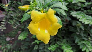 Allamanda Schottii, Apocynaceae familyasının bir üyesidir. Bush Allamanda olarak da bilinir. Bu fabrikanın ana yeri Brezilya 'dır.. 