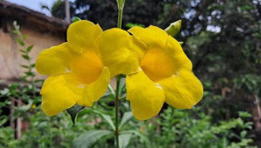 Allamanda Schottii, Apocynaceae familyasının bir üyesidir. Bush Allamanda olarak da bilinir. Bu fabrikanın ana yeri Brezilya 'dır.. 