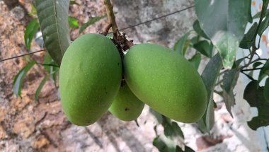 Mango, Mangifera Indica bitkisinin lezzetli bir tropikal meyvesidir. Tatlı ve sulu etiyle bilinir. Rengi canlı olmalıdır. Genellikle olgunlaştığında sarıdan turuncuya dönüşür..